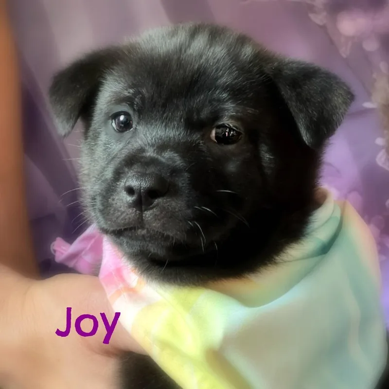 Joy Faith thumbnail 3