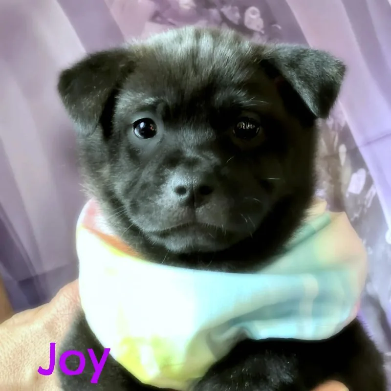 Joy Faith thumbnail 4