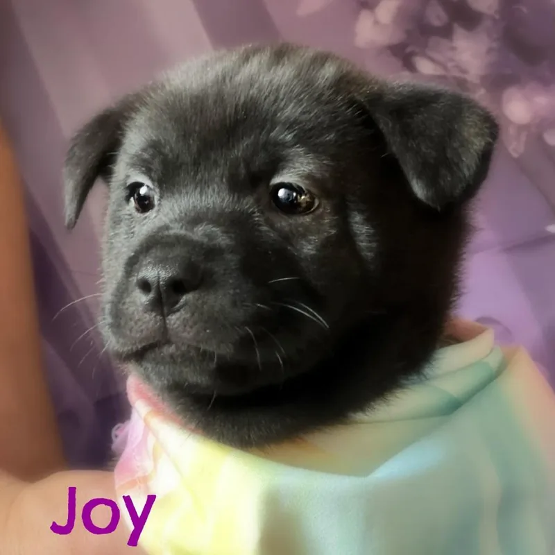 Joy Faith thumbnail 5