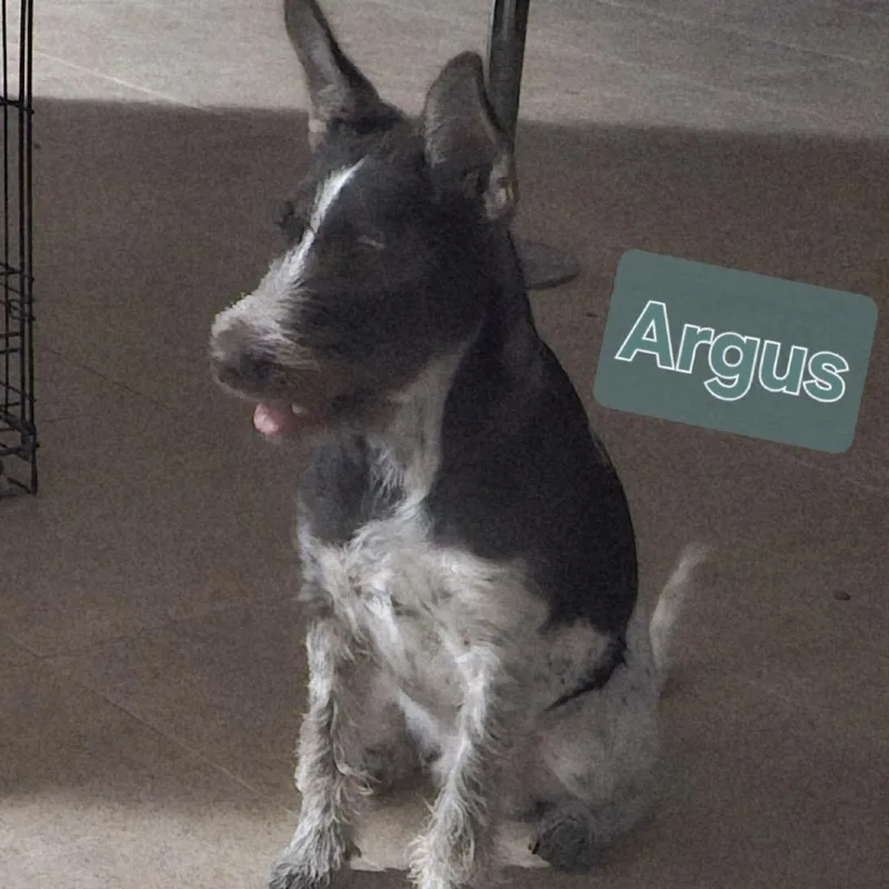 Argus