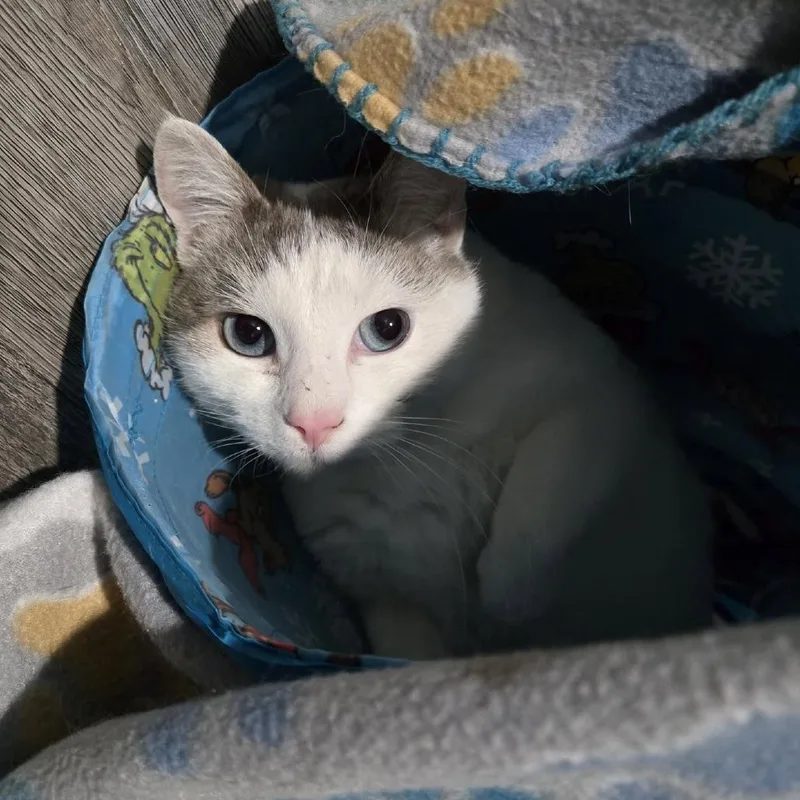 Gemma Stoppelmoor thumbnail 2