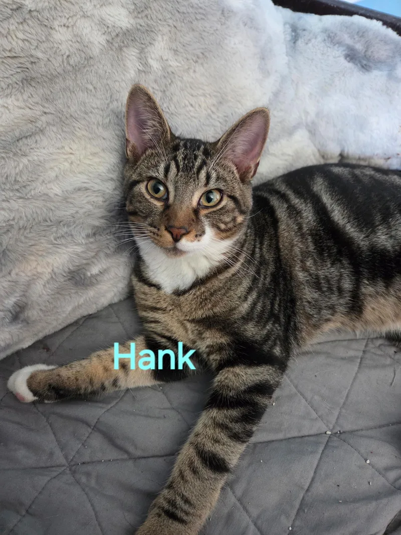 Hank thumbnail 2