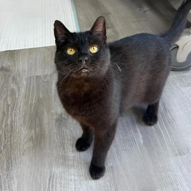 Guinness thumbnail 2