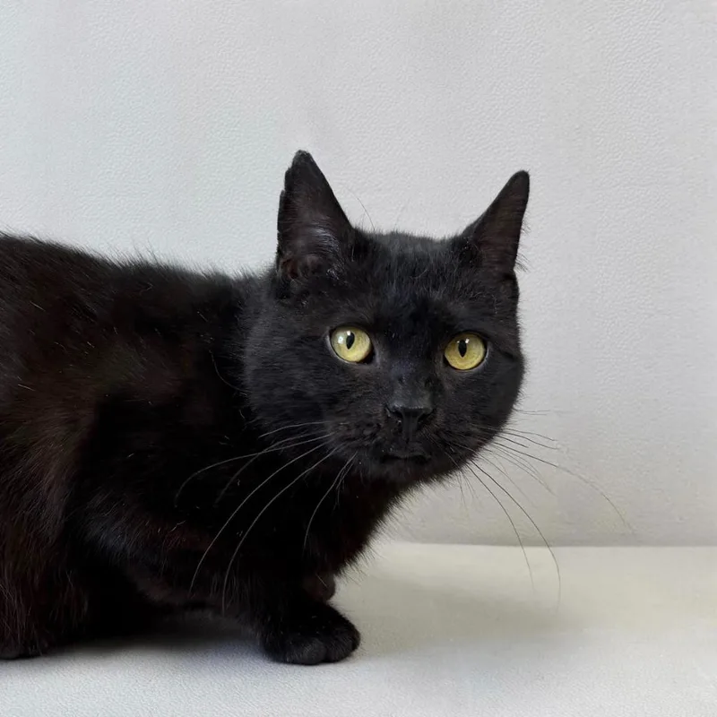 Guinness thumbnail 4