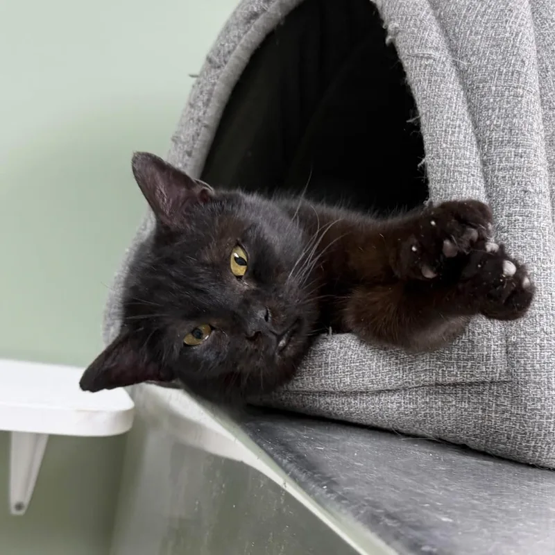 Guinness thumbnail 5