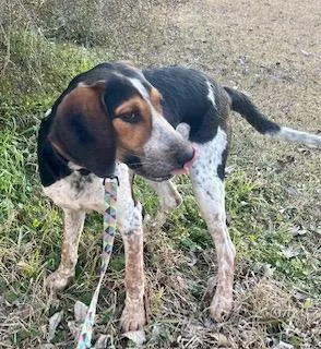 Jake  Wagging His thumbnail 3