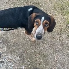 Jake  Wagging His thumbnail 4