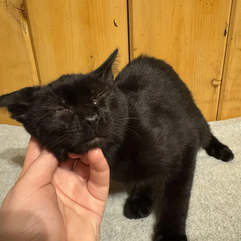 Johnathon thumbnail 2