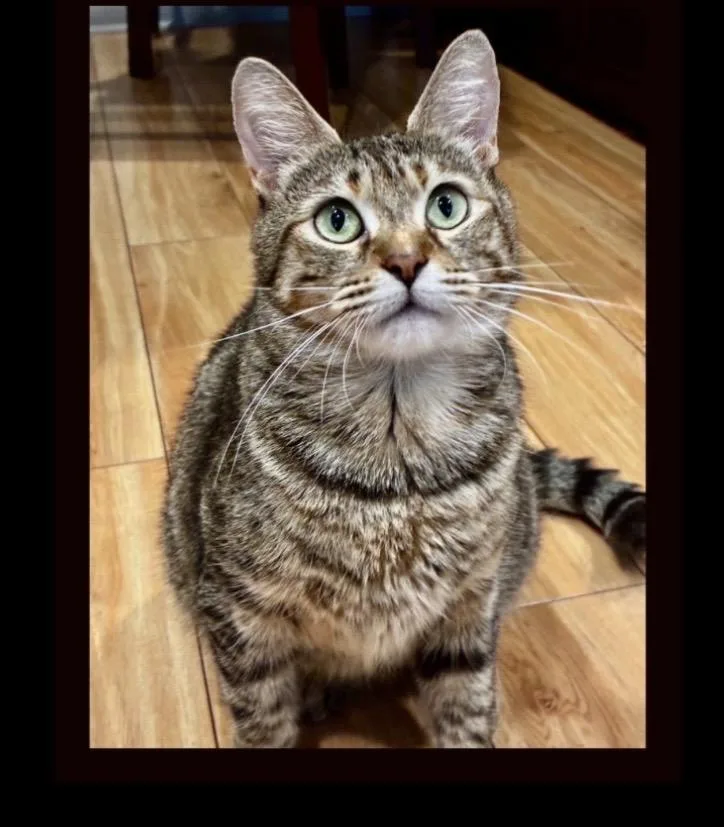 Sparrow The Best Companion thumbnail 2