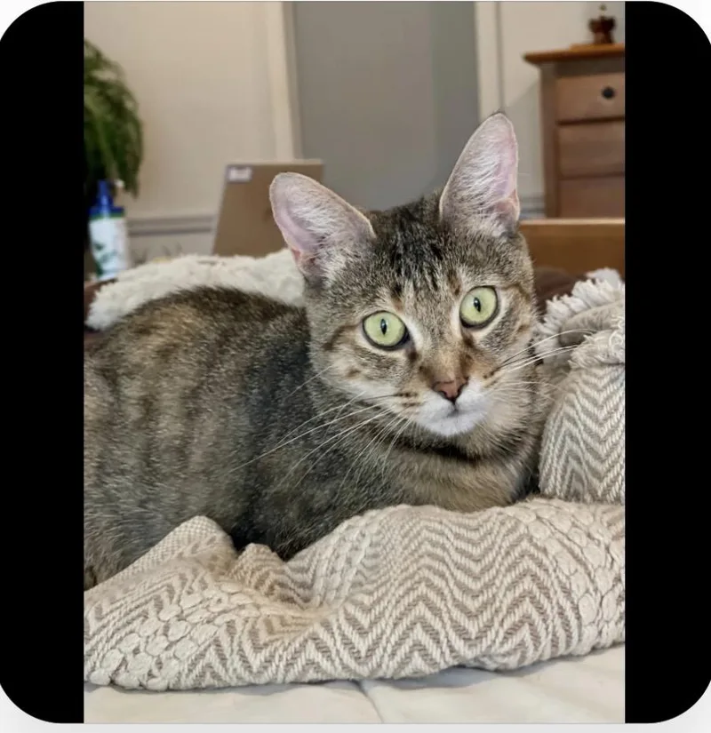 Sparrow The Best Companion thumbnail 3