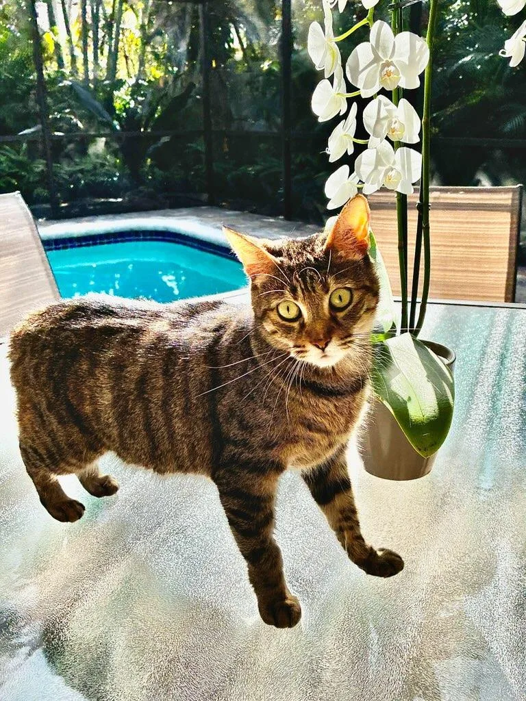 Sparrow The Best Companion