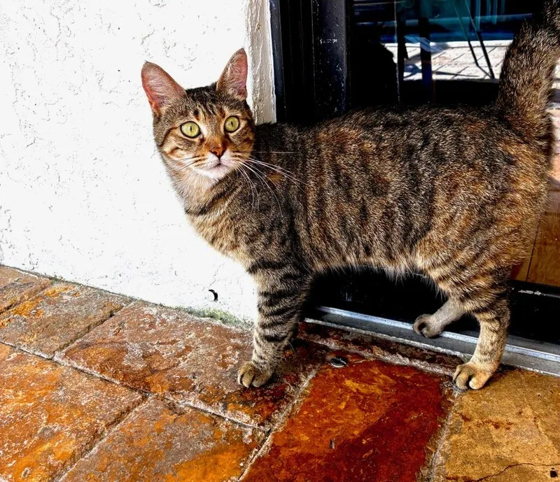 Sparrow The Best Companion thumbnail 4