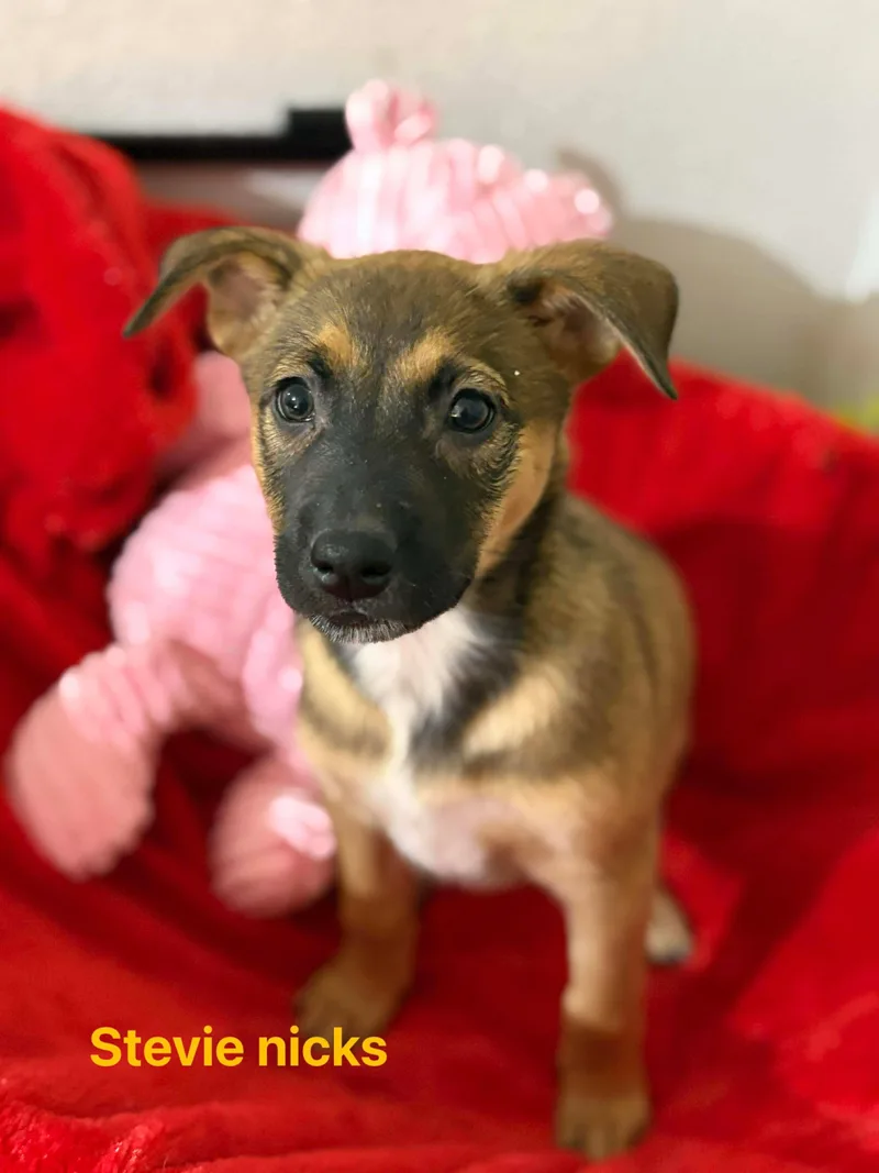 Stevie Nicks thumbnail 2