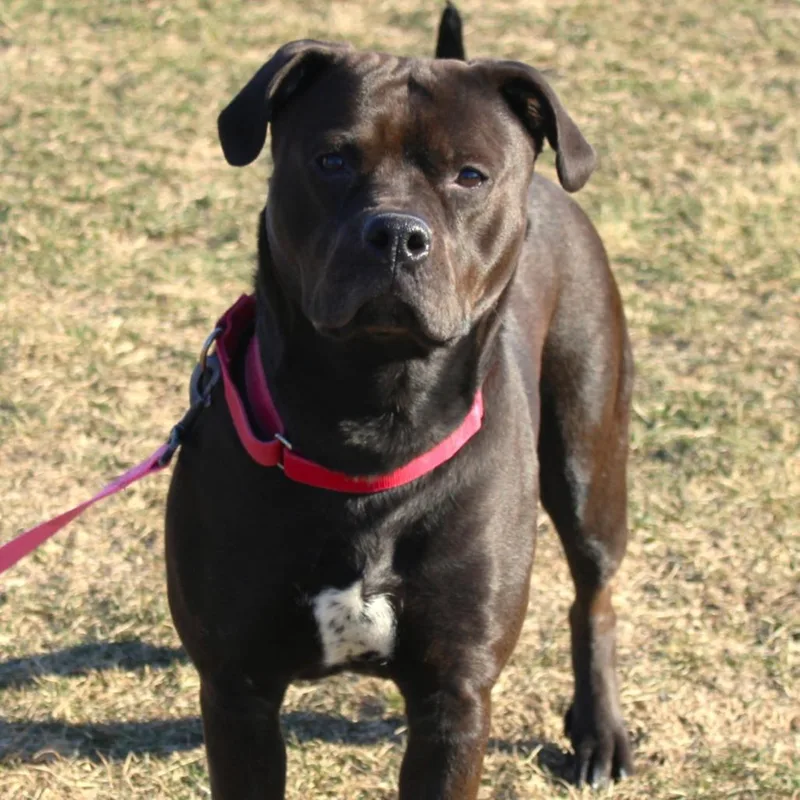 Miss Kokomo thumbnail 2