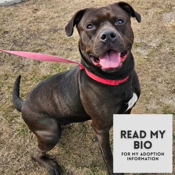 Miss Kokomo thumbnail 3