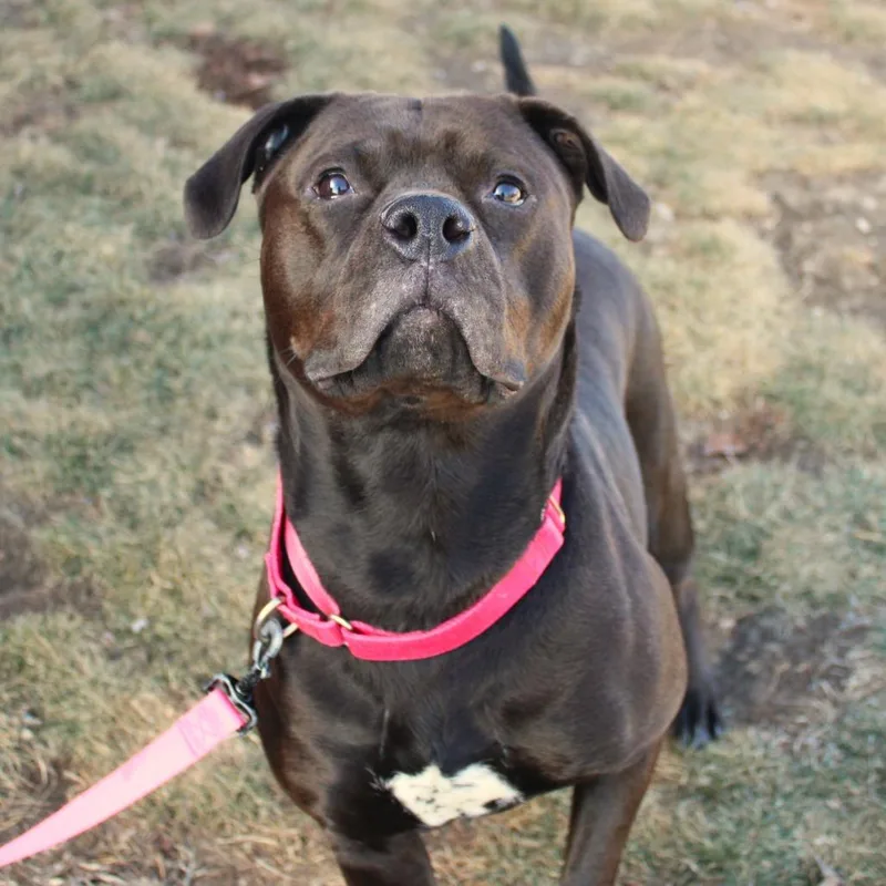 Miss Kokomo thumbnail 4