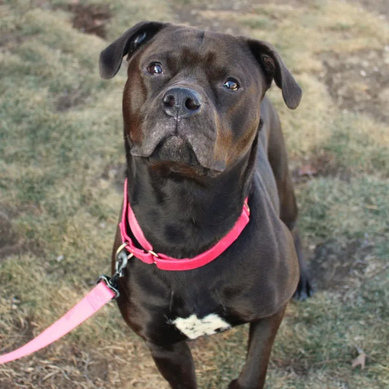 Miss Kokomo thumbnail 5