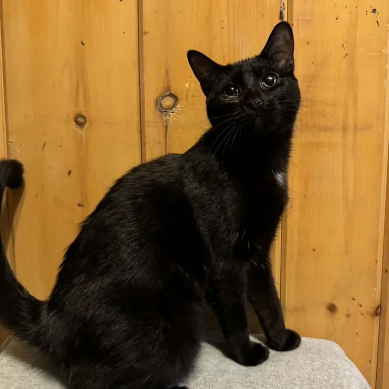 Playfellow thumbnail 2