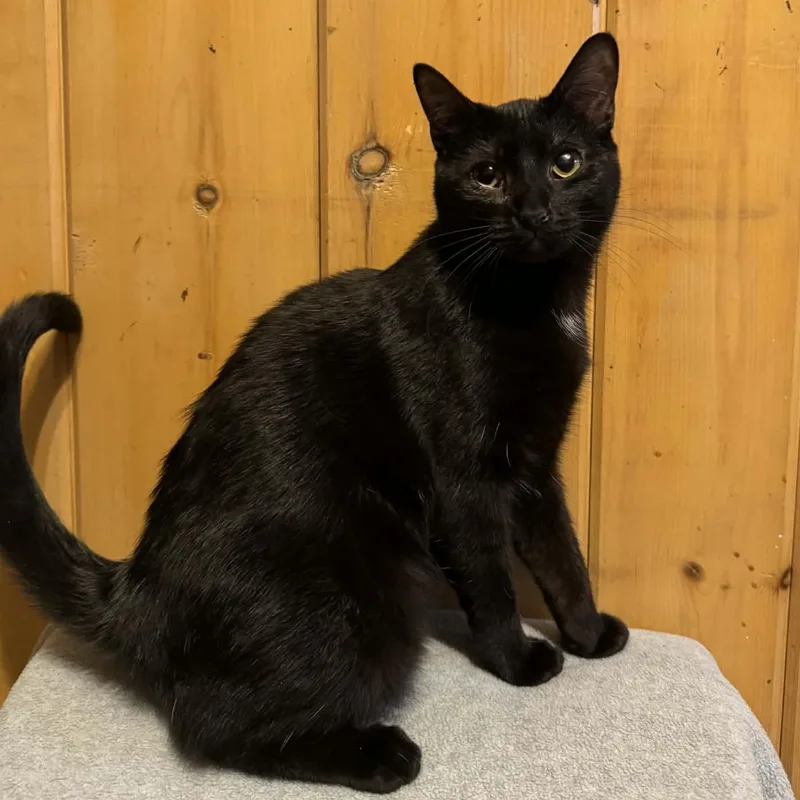 Playfellow thumbnail 3