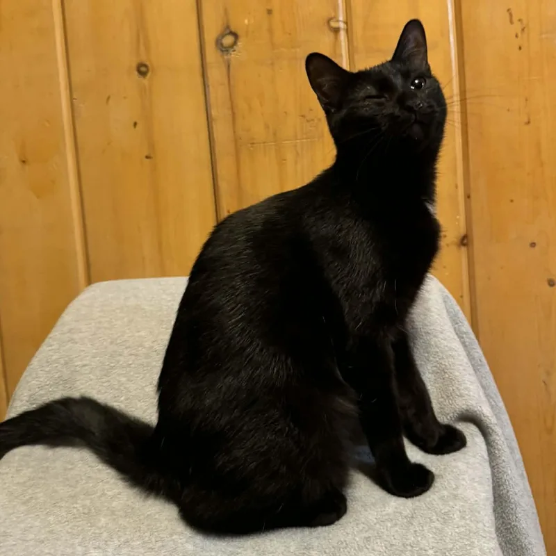 Playfellow thumbnail 4