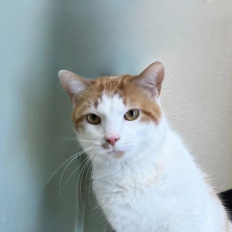 Demolition Man thumbnail 2