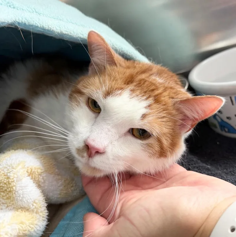 Demolition Man thumbnail 3