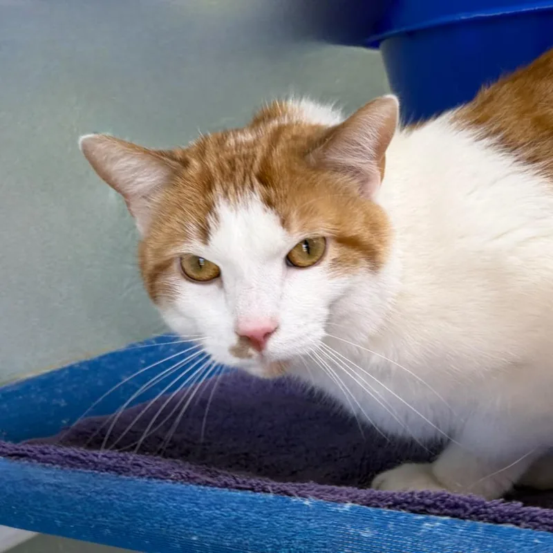 Demolition Man thumbnail 5