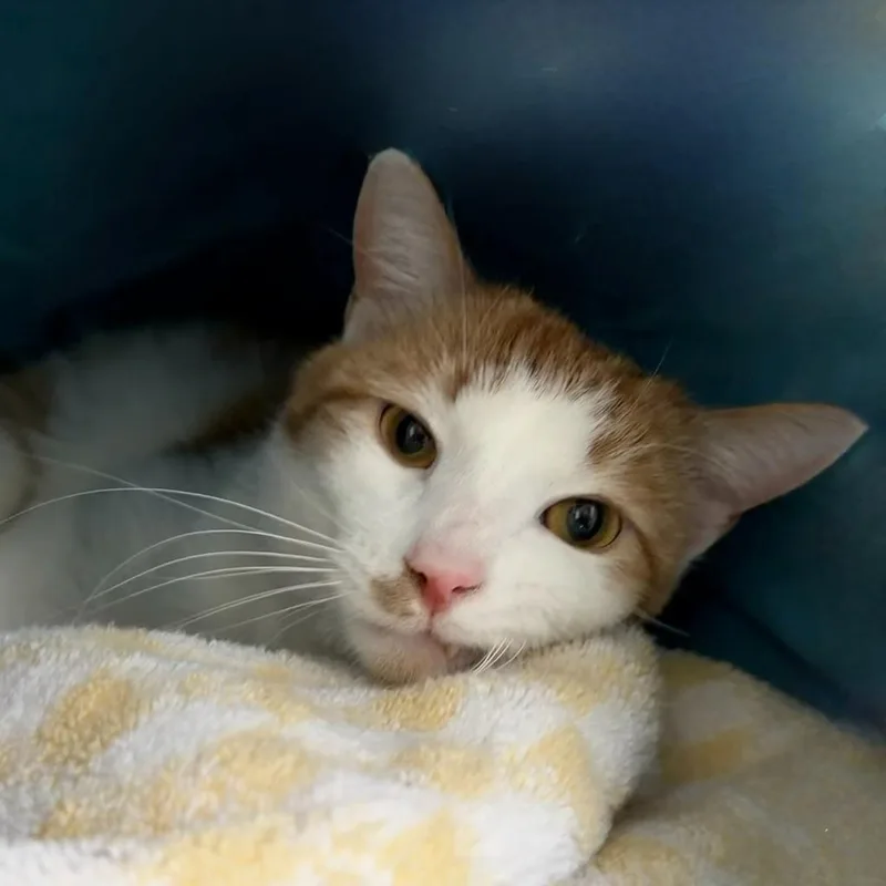 Demolition Man thumbnail 6