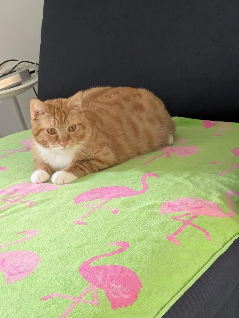 The Oddest Couple  thumbnail 2