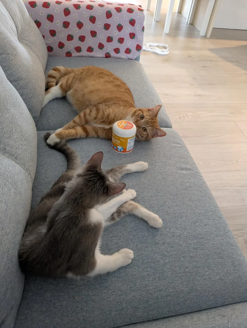 The Oddest Couple  thumbnail 3