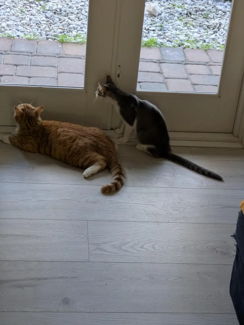 The Oddest Couple  thumbnail 5