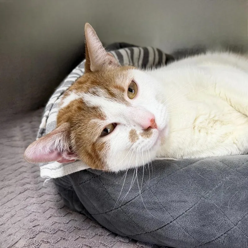 Tommy Boy thumbnail 2