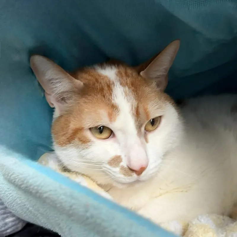 Tommy Boy thumbnail 3