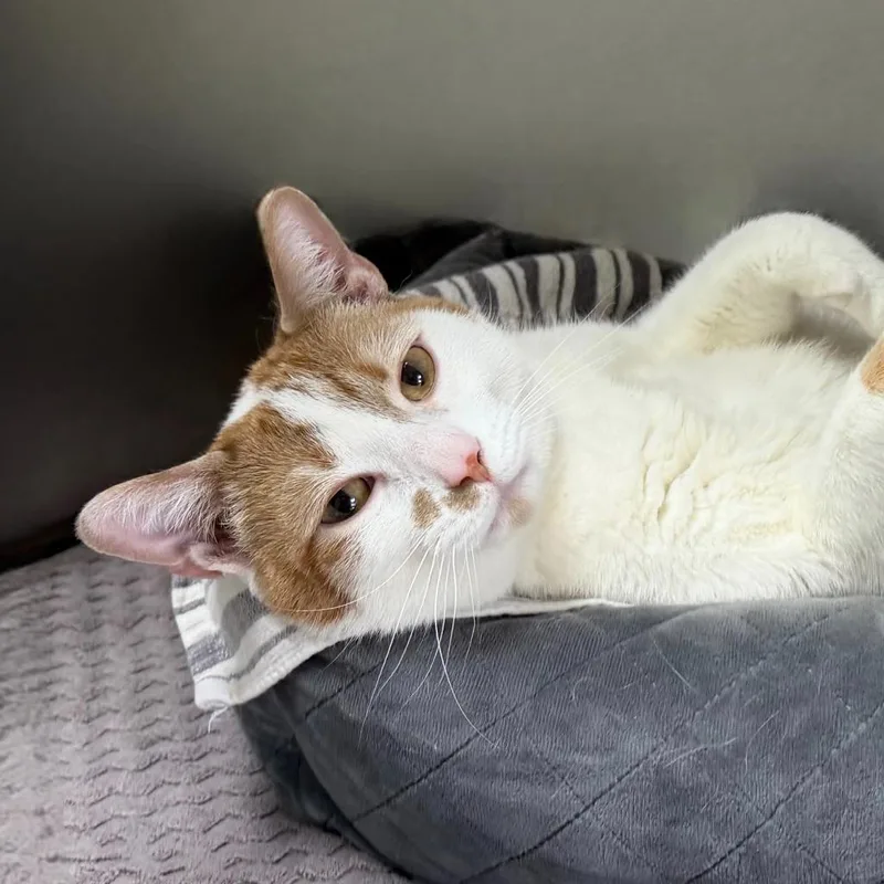 Tommy Boy thumbnail 4