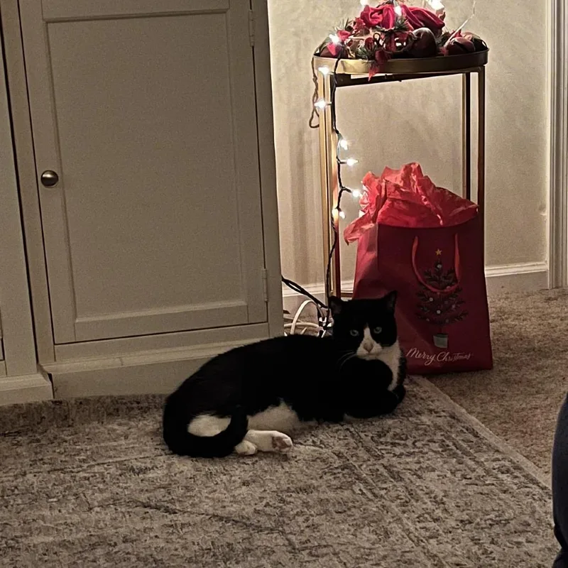 Mr. Darcy thumbnail 2