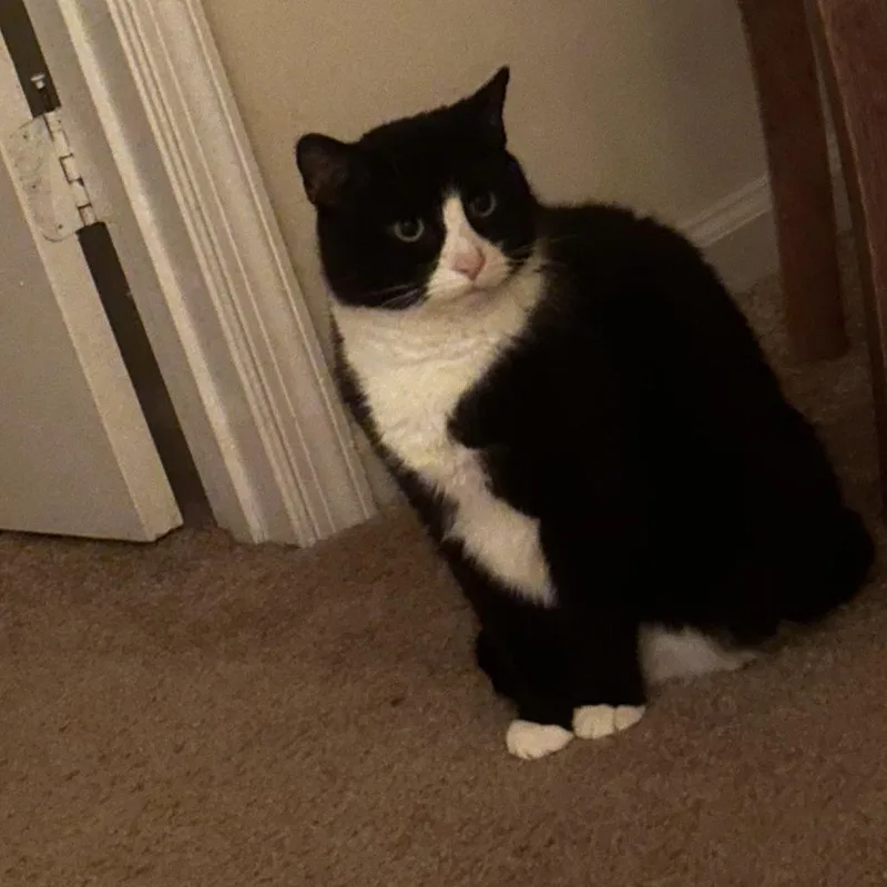 Mr. Darcy thumbnail 3