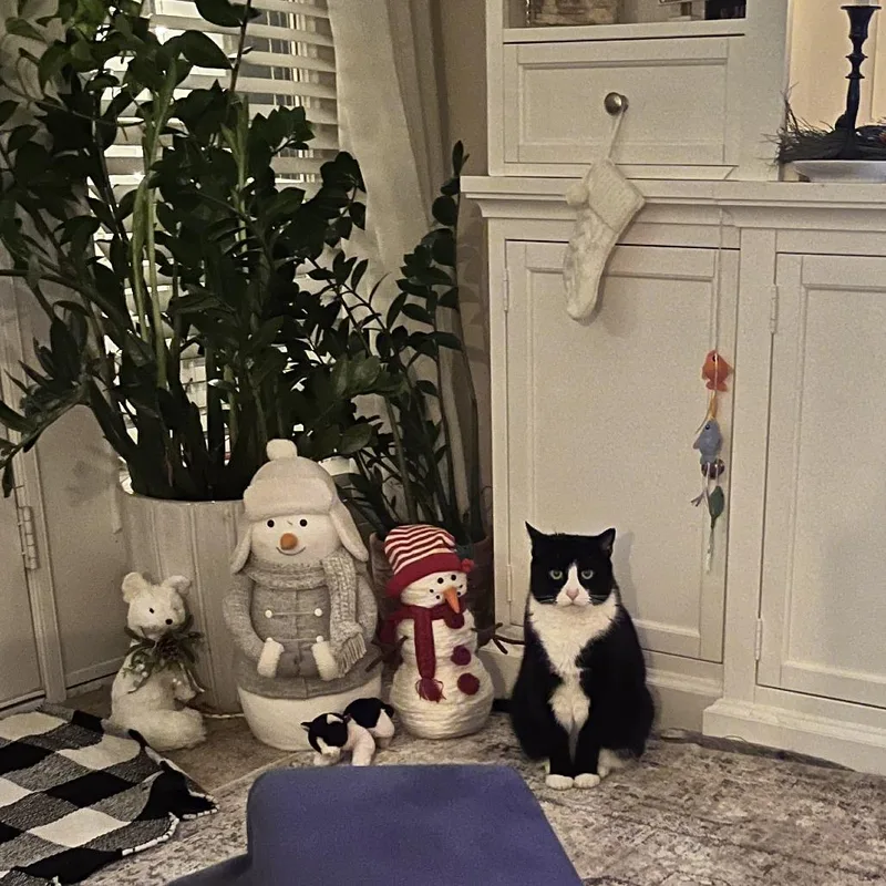 Mr. Darcy thumbnail 4