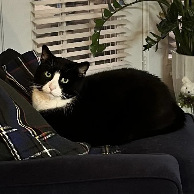 Mr. Darcy thumbnail 5