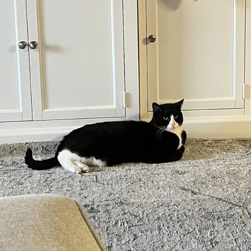 Mr. Darcy thumbnail 6