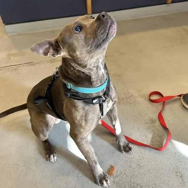 Paw Patrol thumbnail 5