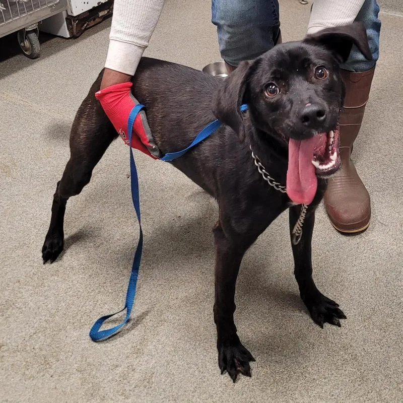 Savannah thumbnail 2