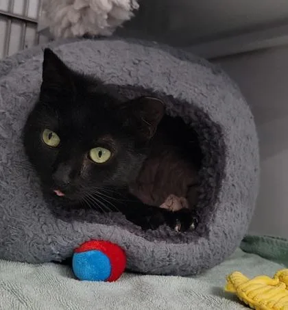 Princess thumbnail 2