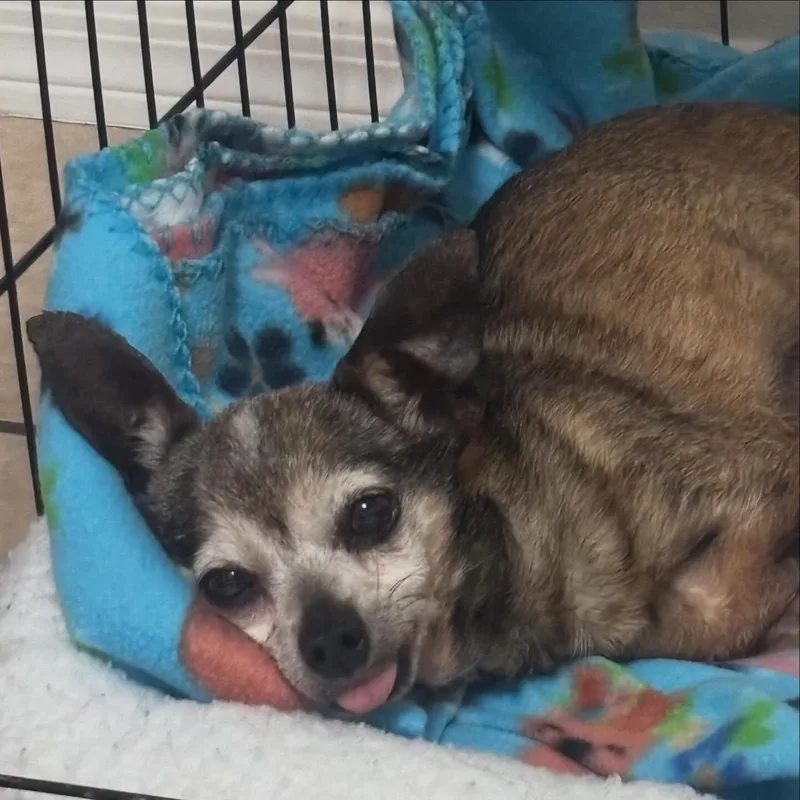 Princess Sadie thumbnail 2