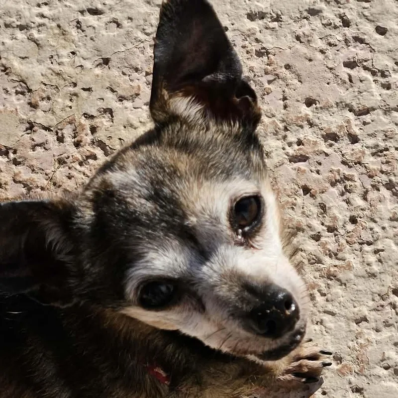 Princess Sadie thumbnail 3