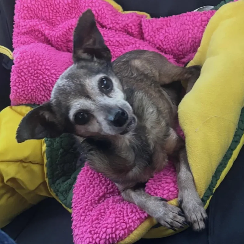 Princess Sadie thumbnail 4