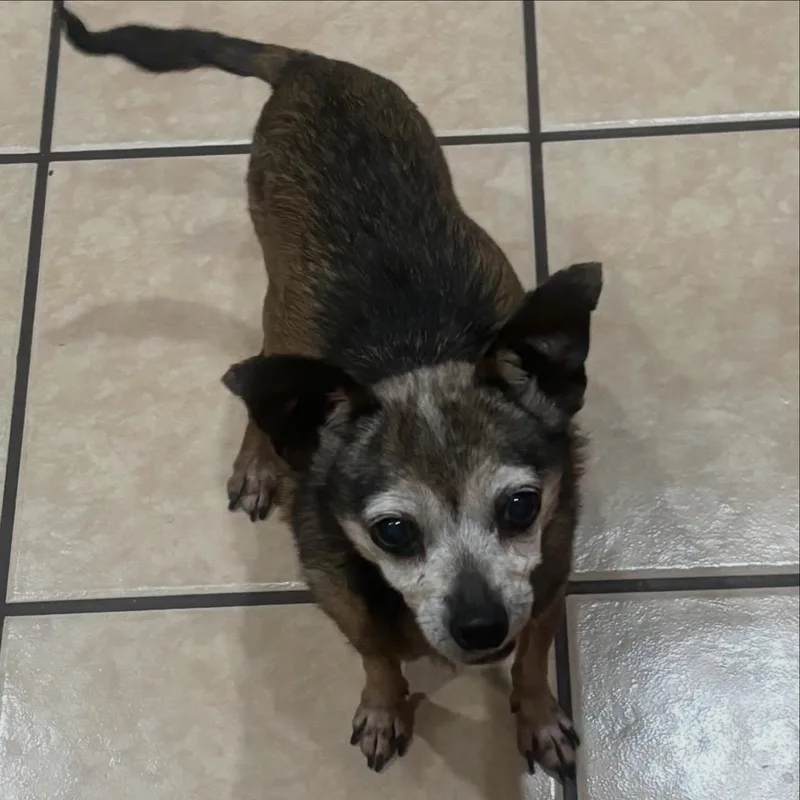 Princess Sadie thumbnail 5