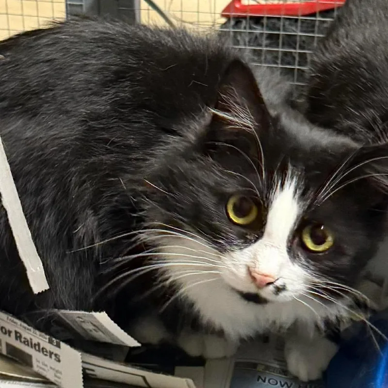 Model Sisters: Cindy thumbnail 2