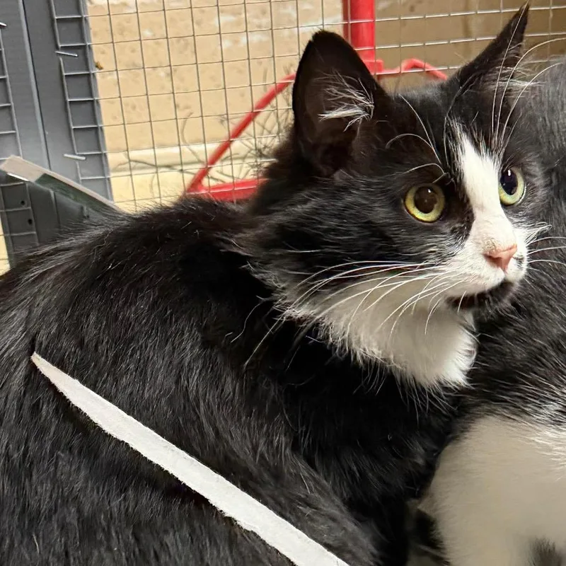 Model Sisters: Cindy thumbnail 3