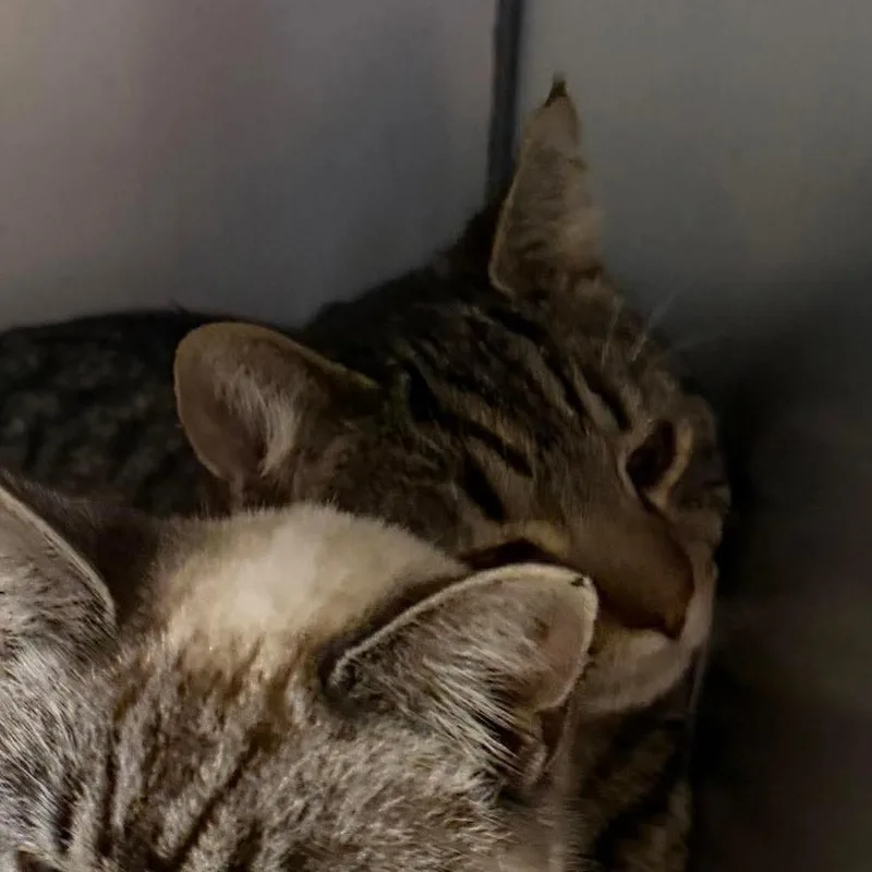 Muppet Brothers: Statler