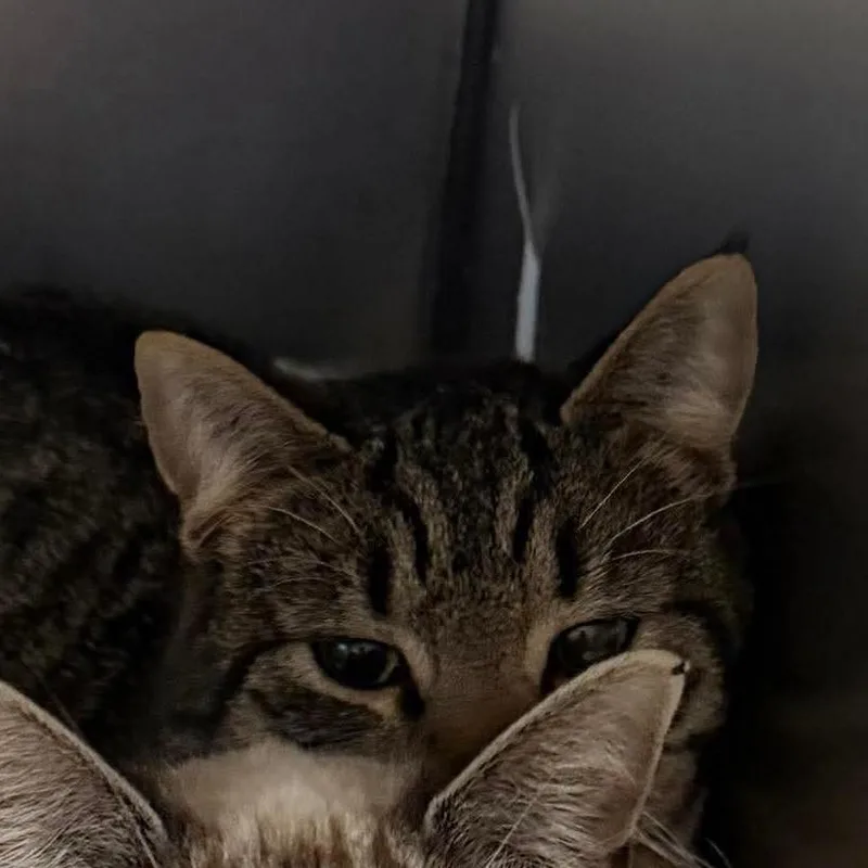 Muppet Brothers: Statler thumbnail 2